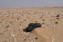 Rare meteorite found after fireball observation in Oman Rare meteorite found after fireball observation in Oman