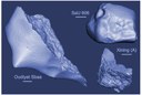 Study on Meteorites using the GeMSE spectrometer Study on Meteorites using the GeMSE spectrometer